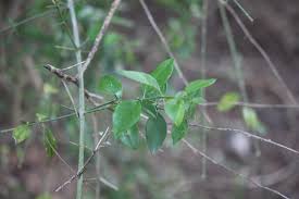 Image result for Azima tetracantha