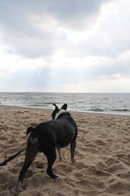 Leighton rentals is known to have many of cape cod's best summer rentals. The Best Dog Friendly Restaurants On Cape Cod Cape Cod Vacation Race Point Beach Cape Cod