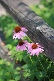 Image result for Commelina albescens