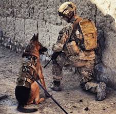 Military Usa Militarycourage Twitter Military Working Dogs Military Dogs Military Service Dogs