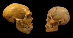 Storia e se i neanderthal non si fossero mai estinti? Dna Nell Uomo Moderno Ancora I Geni Di Neanderthal Metro News