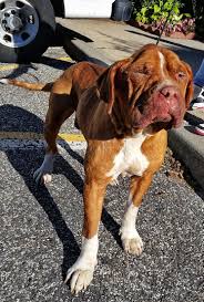 Adopt 15 600 Trigger On Petfinder Animal Shelter Pitbull Terrier Animals