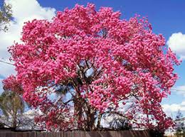 Poisonwood may grow as a shrub or tree. Trumpet Trees Gardening Solutions University Of Florida Institute Of Food And Agricultural Sciences