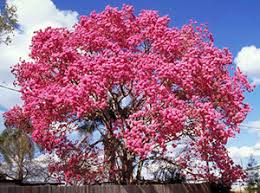Best small trees for florida. Trumpet Trees Gardening Solutions University Of Florida Institute Of Food And Agricultural Sciences