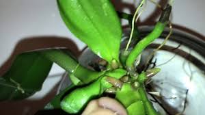 Space i̇ki dal mor orkide ve diğer tüm space orkide çeşitleri, bir ömür birlikte orkide, yeni i̇ş orkide, i̇yi ki doğdun orkide, alya geometrik orkide teraryum, mor orkide, beyaz orkide, renkli orkide. Dalindan Orkide Cogaltma Kirilan Orkide Dali Nasil Ekilir Youtube