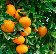 Image result for Citrus reticulata
