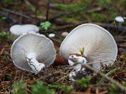 Image result for Clitopilus prunulus