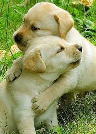 Pin By Universal Eclectic On Cuteness Cute Dogs Cute Baby Animals Puppies