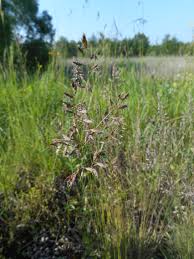 Image result for Hubbardochloa gracilis