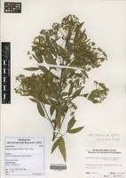 Image result for Heteromorpha stenophylla