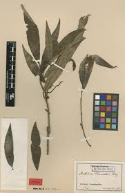 Image result for Ardisia staudtii