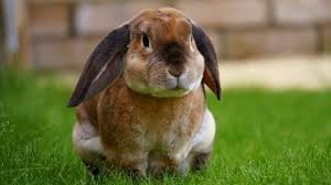 Why Do Rabbits Thump Their Feet Petrabbits Org