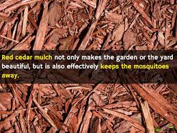 Both cedar and cypress wood contain natural oils and chemicals such as thujone that deter bugs. How To Get Rid Of Mosquitoes Naturaly At Home