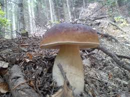 Jak odróżnić kanię od muchomora. Grzyby Fungi Of Poland Mushrooms Grzyby Jadalne Grzyby Trujace Borowik Prawdziwek Prawdziwki Boletus Borowik Szlachetn Stuffed Mushrooms Mushroom Cottage Fungi