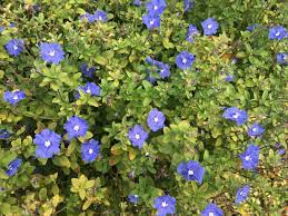 We did not find results for: Drought Tolerant Plants For A Florida Friendly Landscape Zone 9 Uf Ifas Extension Orange County