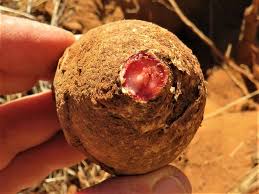 Image result for Jatropha erythropoda