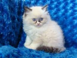 Did you scroll all this way to get facts about ragdoll kitten? Ragdoll Kittens Available Erie Pa Asnclassifieds Ragdoll Kitten Poodle Puppies For Sale Kittens