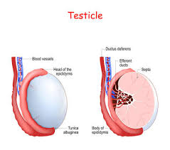 Download male anatomy diagram wallpaper and image with high quality? Testicle Anatomy Diagram Of Inner Structures Of Testicles Male Reproductive System Tasmeemme Com