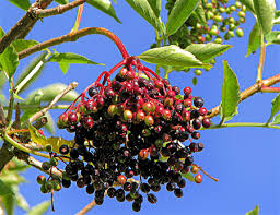 「allintext:"powered by phpbb" ~fidji parfum」的圖片搜尋結果