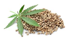 Really hard to do early without a magnifier! How To Grow Marijuana From Seed Dummies
