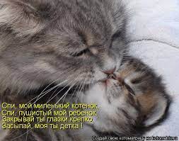 Котоматрица: Спи, мой миленький котенок, Спи, пушистый мой ребенок.  Закрывай ты глазки