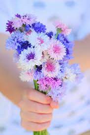 Nature S Whimsy The Details Beautiful Flowers Flowers Wild Flower Meadow