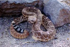 Red Diamond Rattlesnake By Shaggz86 On Deviantart Rattlesnake Red Diamond Reptiles And Amphibians