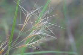 Image result for Aristida stenostachya