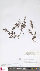 Image result for Rhabdophyllum welwitschii