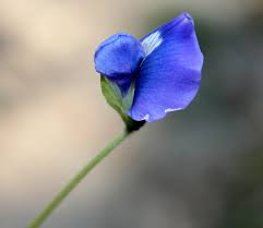 Image result for Parochetus