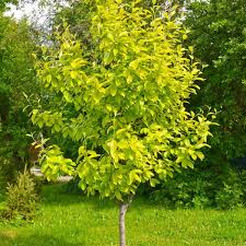 Image result for Pyrrosia schimperiana