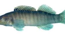 Profile Picture of Etheostoma acuticeps - Sharphead Darter - NatureServe Exploreron Google