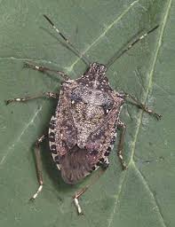 Plants That Repel Stink Bugs Marigold Chrysanthemum Tansy With Their Yellow Blossoms Catnip Garlic Lavender Thyme Mint And Radishes Insectes Jardinage