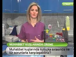Muhabbet Kuslarinin Kulucka Zamaninda Yasayabilecegi Sorunlar Sevcil Com Youtube