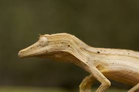 Check spelling or type a new query. Top 10 Totally Gorgeous Geckos Film And Photo Earth Touch News