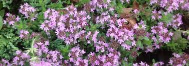 Creeping thyme plants can become woody over time. Thymus Creeping Thyme Mother Of Thyme Wild Thyme Thymus Serpyllum Coccineus Group