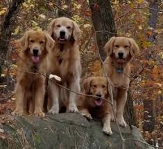 Crate training question for 8wk pup. Loveline Golden Retrievers