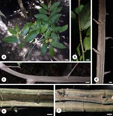 Image result for Grewia hornbyi