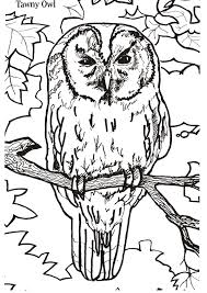 Download printable owl coloring pages to print for free. Free Printable Owl Coloring Pages For Kids