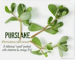 Free shipping on qualified orders. Foraging Wild Edible Purslane Steemit