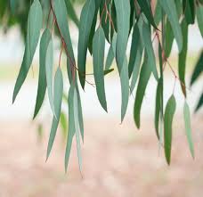 Although there are hundreds of different species of eucalyptus, chang says eucalyptus globulus is the main source of eucalyptus oil used. Eucalyptus What Are The Health Benefits