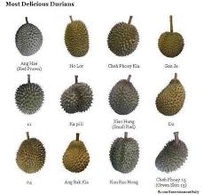 Pembekal rasmi anak pokok durian monthong. 14 Durian Tree Ideas Durian Tree Durian Fruit