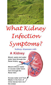 Pin On Kidney Care