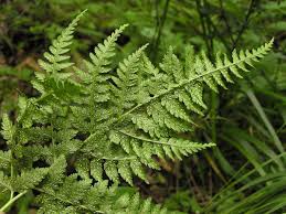Image result for Athyrium