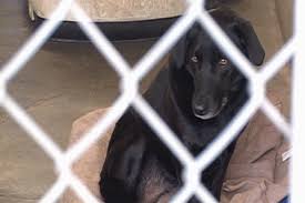 East oregon (eor) eugene, or (eug). Protecting Your Pets From The Cold Kobi Tv Nbc5 Koti Tv Nbc2
