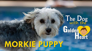 Morkie Puppy Must Know Facts On The Cute Bundle Of Love Petmoo