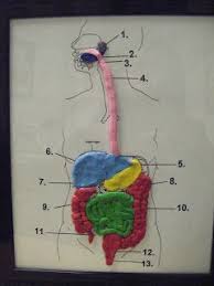 Dollar Daze And Thrifty Finds Happy New Year And Welcome Back Human Body Projects Body Systems Project Digestive System Model