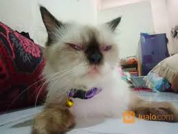 Kucing himalaya adalah ras kucing yang sangat populer di seluruh dunia. Kucing Persia Himalaya Surabaya Jualo