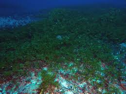 Image result for Thalassia hemprichii