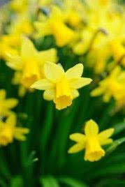 Narcissus Tete A Tete Spring Perennials Narcissus Perennial Plants